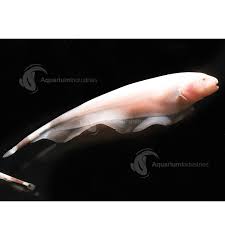 Black ghost knife fish (apteronotus albifrons). Black Ghost Knife Fish Aquarium Industries