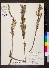 Image result for Hexasepalum sarmentosum