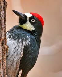 Birds With Red On Their Heads The Organized Hoarders Of Loma Mar Acorn Woodpeckers Are My Favorite Bird They Woodpecker Beautiful Birds Wild Birds