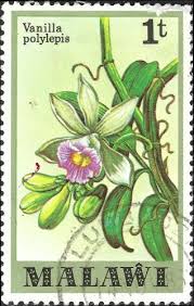 Image result for Vanilla polylepis