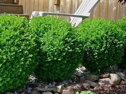Explore more like golden dream boxwood shrub. Baby Gem Dwarf Boxwood New Life Nursery