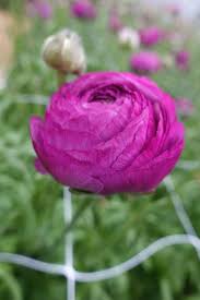 Image result for Ranunculus rionii
