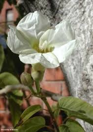 Image result for Ipomoea adenioides