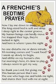 Bouledogue or bouledogue français) is a breed of domestic dog, bred to be companion dogs. A Frenchies Bedtime Prayer Bedtime Prayer Frenchie Bedtime