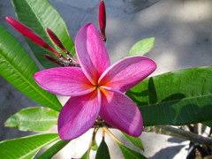 Check spelling or type a new query. What Are The Rarest Plumeria