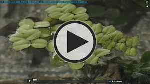 Salvinia auriculata is a floating aquatic fern ideal for decorating fish and shrimp tanks. Salvinia Auriculata 1 2 Grow In Vitro Gunstig Kaufen Garnelen Gummer