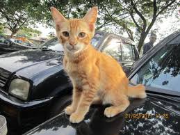 You have probably seen the most common ones: American Shorthair Kitten Adopted 10 Yrs Orange Petfinder My Mobile