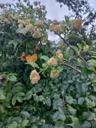 Image result for Pisonia