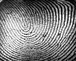 Image result for Fingerprints and Impersonations