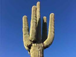 Make sure your cactus broker is compliant with the arizona department of agriculture. Saguaro Cactus For Sale Mesa Gilbert Queen Creek A P Nursery
