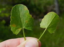 Image result for Centella glabrata
