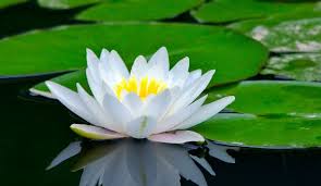 Maybe you would like to learn more about one of these? Bunga Nasional 10 Negara Asean Yang Mempesona Jenis Net