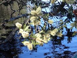 Image result for Melaleuca quinquenervia