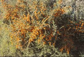 Image result for Blotiella crenata