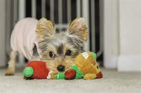 Globulin Levels In Dogs Pet Ponder