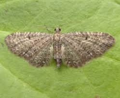 Image result for Eupithecia subfuscata
