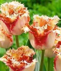 Crispa Tulipan Standard Blumenzwiebeln Blumen Pflanzen Schone Blumen