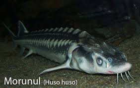 Unele specii de peşti trăiesc toată viaţa în marea neagră, altele dintre peştii generativ reofili dulcicoli, cu o mare putere de adaptare la variaţiile de temperatură (euritermi) şi de salinitate (eurihalini), cu migraţii. Morunul Morun Huso Huso RÄspandire Biologie Èi Utilizare