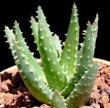 A beautiful dwarf aloe, this plant has long green leaves that contain translucent teeth along its edges. Aloe Crosby S Prolific Cactus Jungle