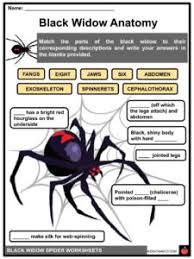 It might surprise you that these so how did the black widow spider get its name, and why do people find them so scary? Black Widow Spider Facts Worksheets Taxonomy For Kids