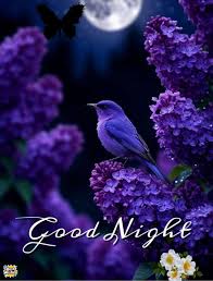 Wishing good night with cute photos