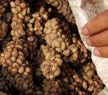 A thai woman rakes out the collected coffee beans. Kopi Luwak Wikipedia