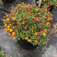 Image result for Bidens baumii
