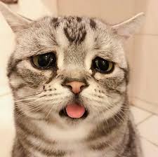 Kucing Ini Punya Wajah Sedih Foto Fotonya Bikin Kamu Ikutan Sedih Sekaligus Ingin Meluk Semua Halaman Kids