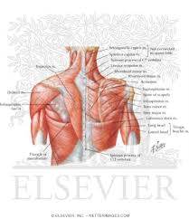 They are shown in the image below. Shoulder Muscles