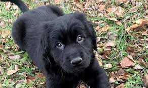 It's also free to list your available puppies and litters on our site. 11 Newfoundland Mixes That Ll Melt Your Heart Petpress