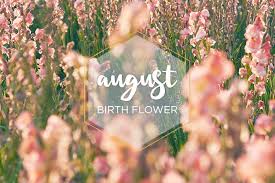 Birth flowers for the month of july. August Birth Flower Gladiolus Ftd Com