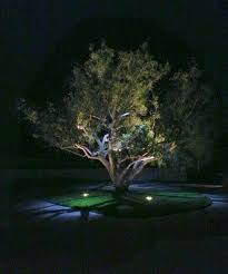 This Ca Pepper Tree Has Up Lighting And Moon Lighting Up Lights Are 3000k And Moon Lights 4000k Landscape Lighting Design Landscape Lighting Outdoor Lighting