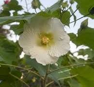 Heirloom Confederate rose blooms
