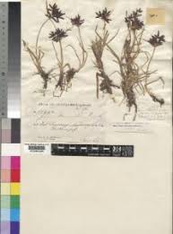 Image result for Pycreus niger