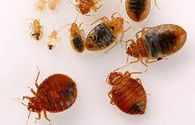 Mazaya pest control company takes into account health and safety standards. Bed Bug Pest Control Dubai 2020 Lulu Pest