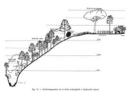 Image result for Bivinia jalbertii