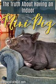 8 Do S And Don Ts Of A Life With A Baby Mini Pig Mini Pig Pet Mini Pig Pet Pig Care