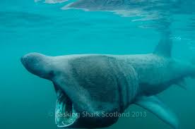 We did not find results for: How The Basking Shark Was Given It S Name