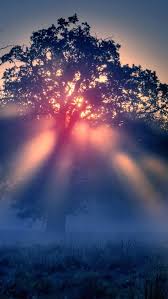 Foggy Sunrise Nature Iphone 5s Wallpaper Say Good Morning To Yourself Sunrises Nature Best Nature Wallpapers Nature Iphone Wallpaper
