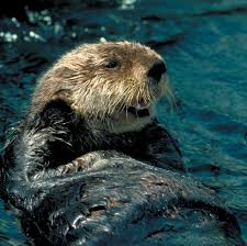 Did You Know The Sea Otter Lies On Its Back In The Sea Using Its Chest As A Table Otter Otters Seaotter Animal Animals A Sea Otter Otters Sea And Ocean