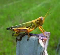 Grasshopper Control In Gardens And Landscapes Oklahoma State University