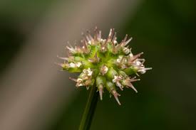 Image result for Oenanthe mildbraedii