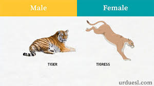6.2.masculine and feminine endings practice quiz. Masculine And Feminine Gender Of Animals List Ultimate Gender List