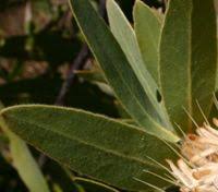 Image result for Protea welwitschii