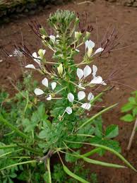 Image result for Cleome densifolia