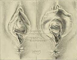 Perineal Tear Wikipedia