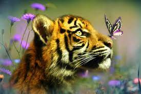 Buddy And The Butterfly By Trudi Simmonds Cute Tigers Pet Birds Tiger