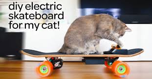 Kedisine Elektrikli Kaykay Yapan Tasarimci Bigumigu Kaykay Kedi Tipografi