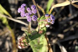 Image result for Denekia