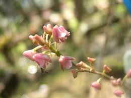 Image result for Polystachya odorata